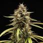 Preview: Samen 3x Orion F1 Automatik Royalqueenseeds